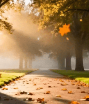 秋日森林阳光洒落林间小道9337#横屏 