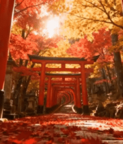 秋日红叶下的红色鸟居景观8539#横屏 