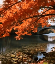 秋日河畔红枫叶自然风光9521#横屏 