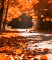 秋日林间落叶铺地风景3030#横屏 