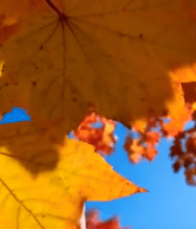 秋日枫叶特写12832#横屏 