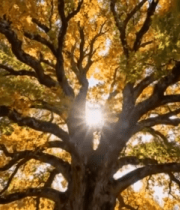 秋季大树阳光照耀场景6113#横屏 