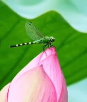 蜻蜓停留在荷花上的微距画面9759#横屏 