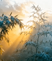 清晨阳光中的竹林景象2765#横屏 