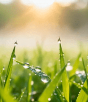清晨草地露珠阳光特写12510#横屏 