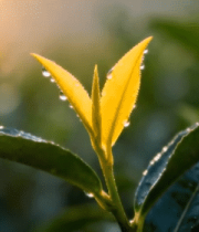 清晨带露珠的鲜嫩茶叶6857#横屏 