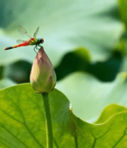 蜻蜓停留在荷花花苞上画面12067#横屏 