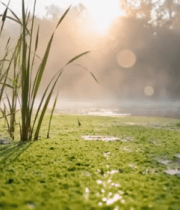 清晨湿地阳光照耀水生植物12913#横屏 