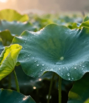 清晨荷塘带露珠的荷叶7464#横屏 