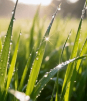 清晨草地露珠阳光素材5783#横屏 