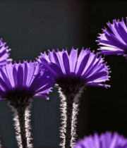 紫色花朵特写320#横屏 