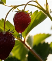 成熟草莓挂在植株上特写277#横屏 