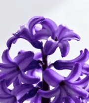 紫色风信子特写素材2366#横屏 