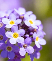 紫色花朵特写(1)1031#横屏 