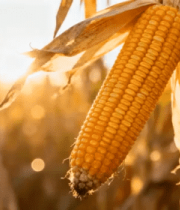 成熟玉米特写()14294#横屏 