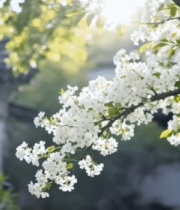 中式建筑旁盛开的白色花枝861#横屏 