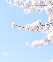 枝头绽放的樱花1430#横屏 