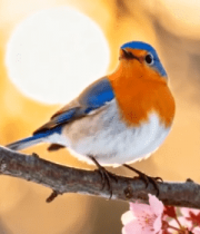 枝头小鸟与盛开花朵(1)2796#横屏 