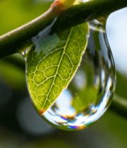 植物枝叶上的水滴特写1130#横屏 