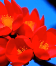 枝头绽放的红色梅花2715#横屏 