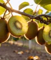 枝头挂果的猕猴桃2155#横屏 