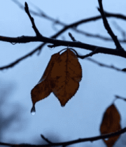 枝头枯叶挂雨滴特写437#横屏 