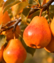 枝头成熟梨子特写2368#横屏 