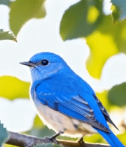 枝头蓝色小鸟特写1235#横屏 