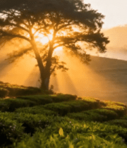 茶园日出阳光照耀树木景观12271#横屏 