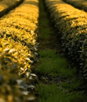 	 茶园风光全景7404#横屏 