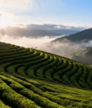 茶山自然风光全景画面7002#横屏 