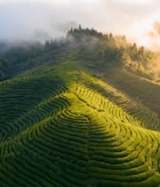 茶山自然风光航拍素材12180#横屏 