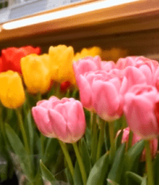 超市货架上的多彩郁金香10508#横屏 