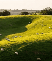 草原羊群放牧风景13885#横屏 