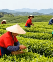 茶园采茶女采摘茶叶场景3544#横屏 