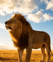 草原雄狮昂首眺望天空13024#横屏 