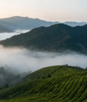 茶山云海自然风光14108#横屏 