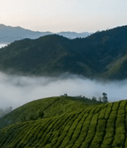 茶山云海自然风光14108#横屏 