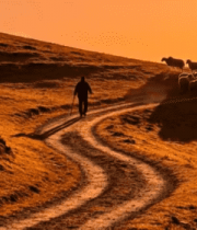 草原牧羊人赶羊群日落景象6786#横屏 