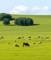 草原牛羊群放牧景象3472#横屏 