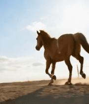 草原骏马奔跑画面10519#横屏 