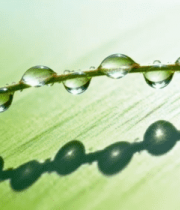 	 草叶上晶莹水滴特写7848#横屏 
