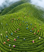 茶山采茶人俯拍全景7842#横屏 