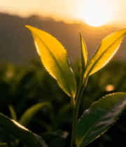 茶园日出下的茶叶特写1997#横屏 