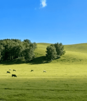 草原上牛群羊群悠闲吃草963#横屏 