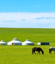 	 草原上马匹与蒙古包场景849#横屏 