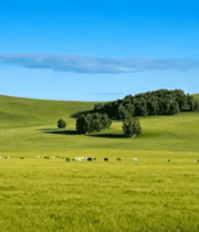 草原上牛群悠然吃草景象949#横屏 