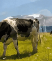 草原上奶牛悠闲吃草画面12219#横屏 