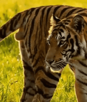 草原上行走的老虎14888#横屏 