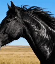 草原上的黑色骏马特写(1)9397#横屏 
